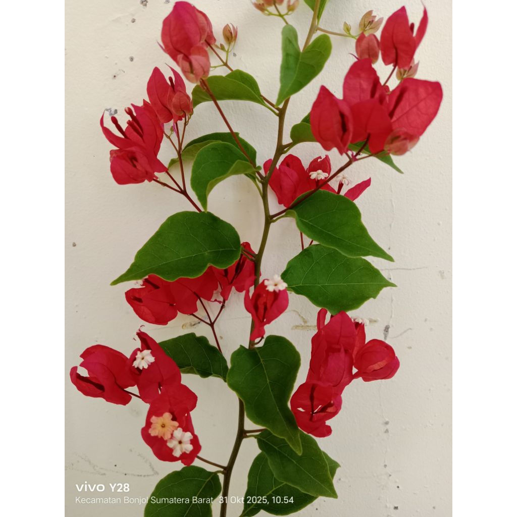 Bougenville/Bunga Kertas ID : ANGGUR MER4H