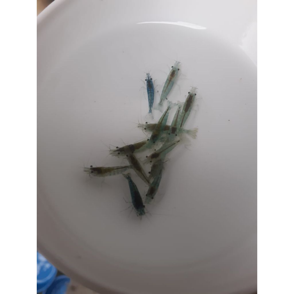 Blue Peral Udang Hias Air Tawar Hiasan Akuarium