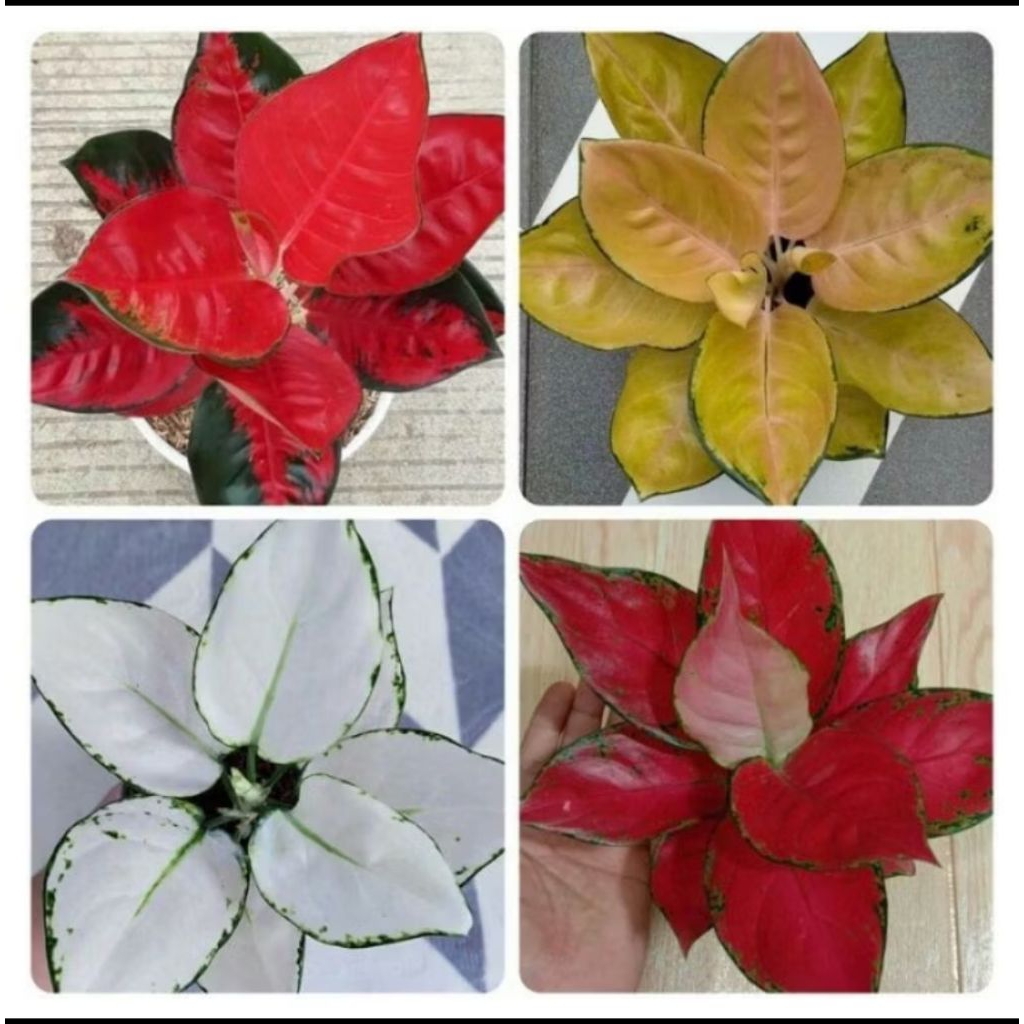 MURAH MERIAH paket Asli 4 aglonema BERAKAR bonus 1 pcs / paket 4 bonggol bertunas aglonema