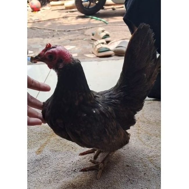 Ayam kate betina hidup