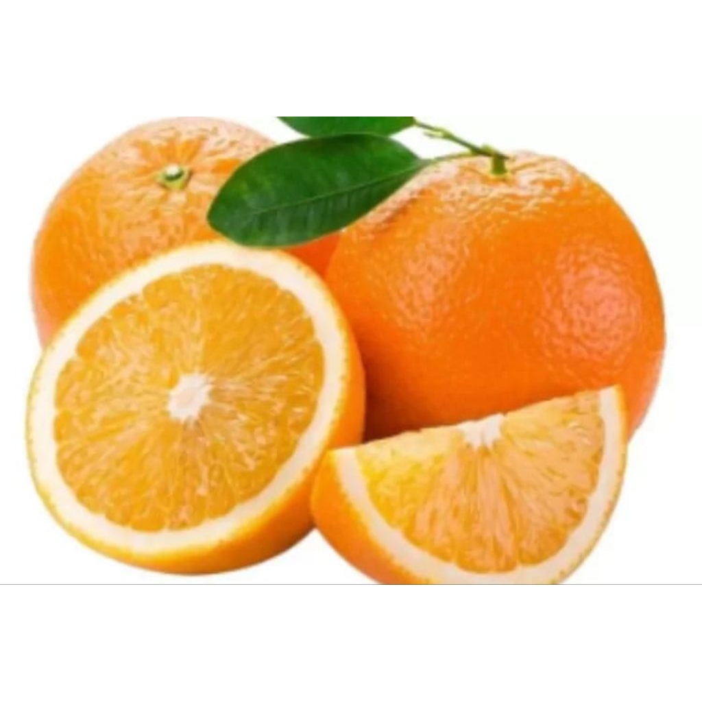 BIBIT JERUK SUNKIST MADU, STEK OKULASI, CEPAT BUAH