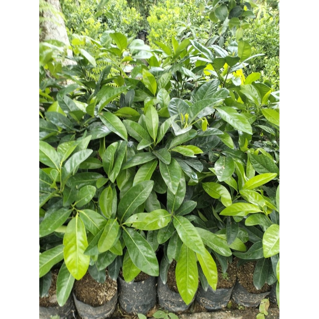 bibit buah black sapote