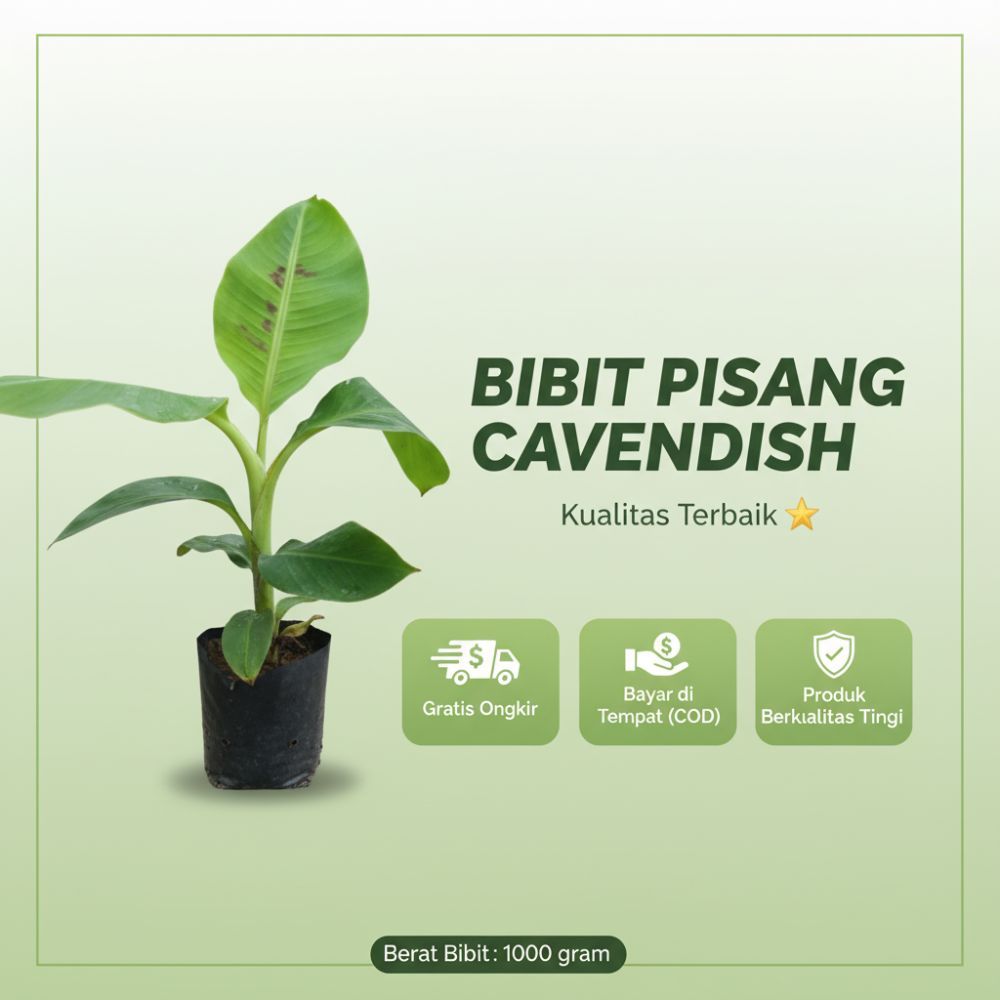 PROMO  Tanaman Pisang Cavendish Super - Tanaman Pisang Cavendish Sunpride