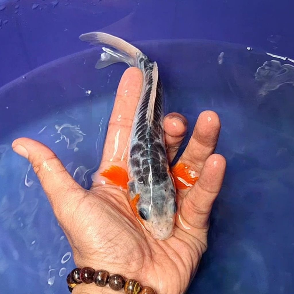 Ikan Koi Blitar Jenis Shusui / Rumah Koi Jakarta / kode 0010