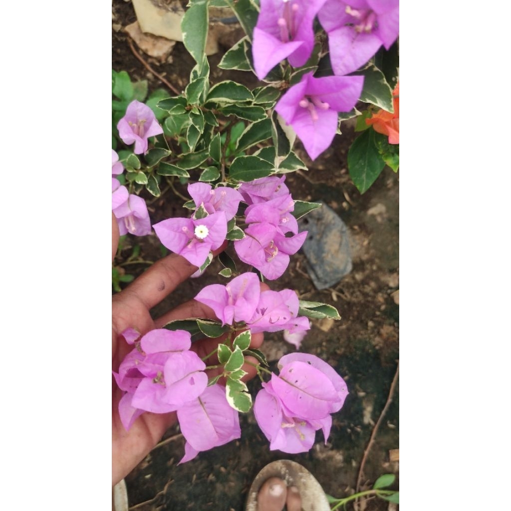 Bibit Bougenville Varigata Ungu