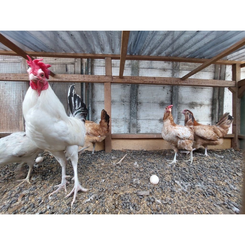 Telur Tetas Ayam Elba / Telur Ayam Kampung Petelur Elba