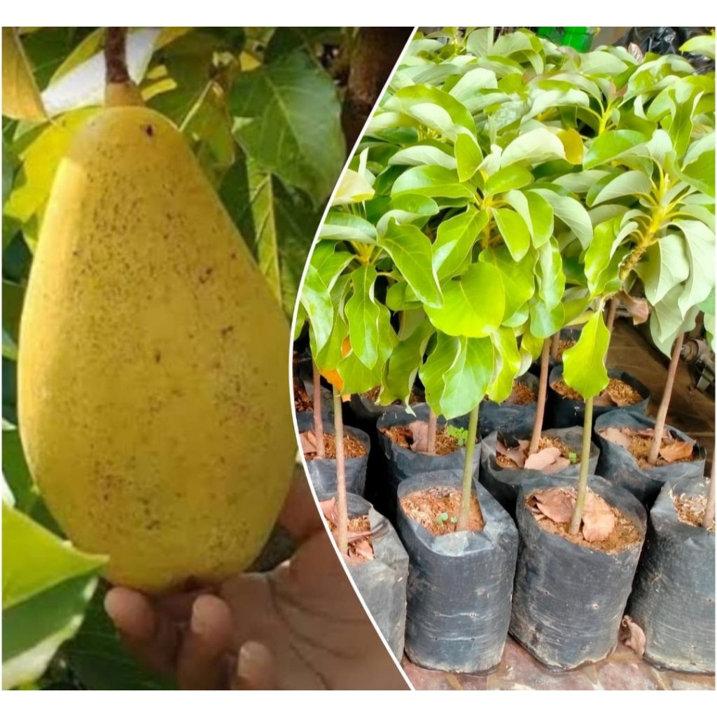 Bibit alpukat yellow Vietnam