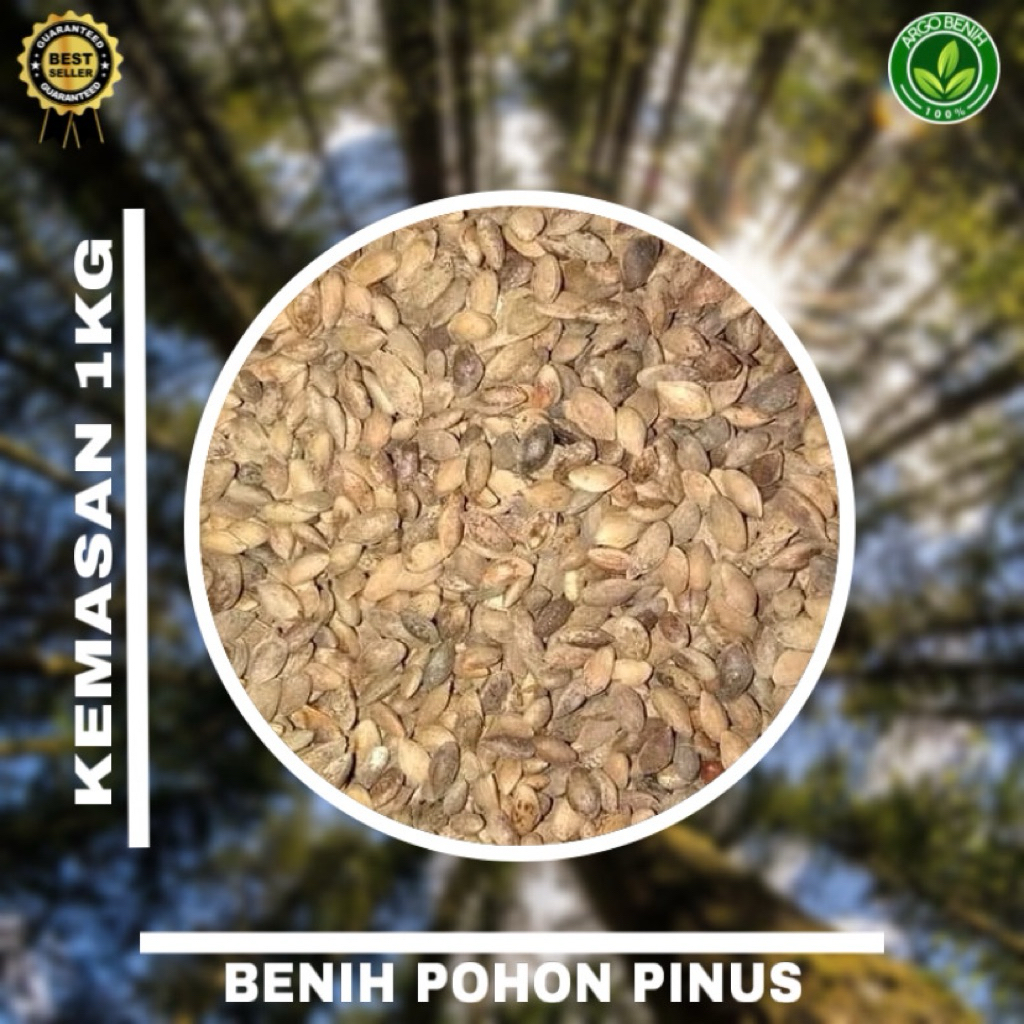 Benih Biji Pohon Pinus Merkusii 1kg siap semai Biji Tanaman Pinus Merkusii - BONUS 100 GRAM