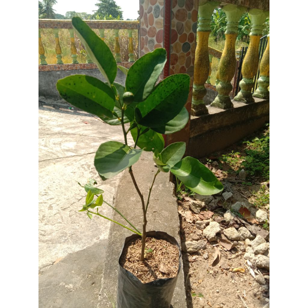 bibit jeruk nipis asli