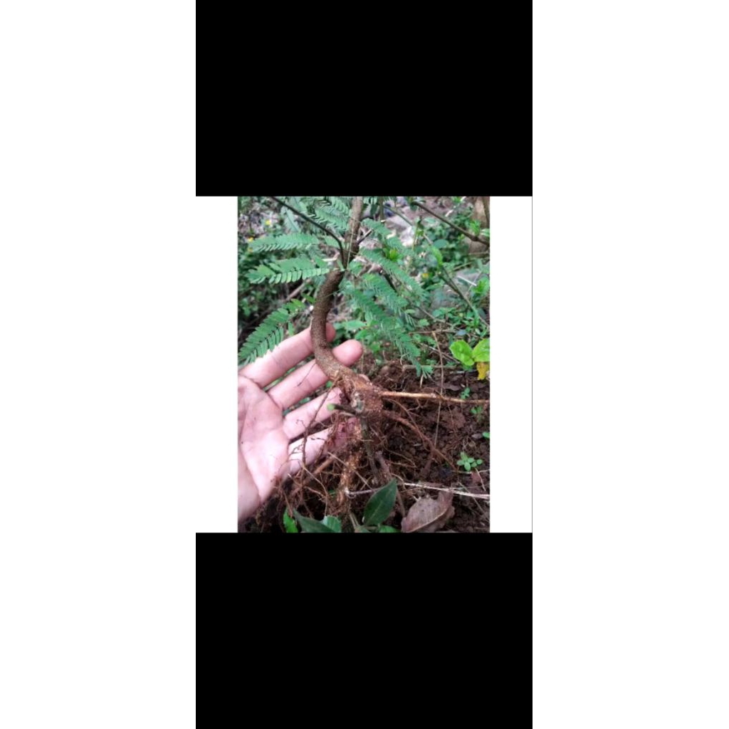 Bibit Kaliandra merah cabutan/bibit Kaliandra merah/pakan ternak