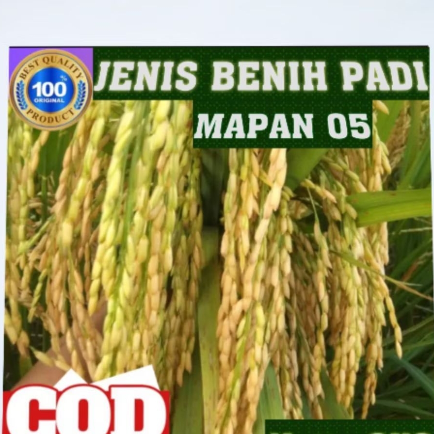 BENIH PADI MAPAN P 05 UNGGUL BERKUALITAS 1kg