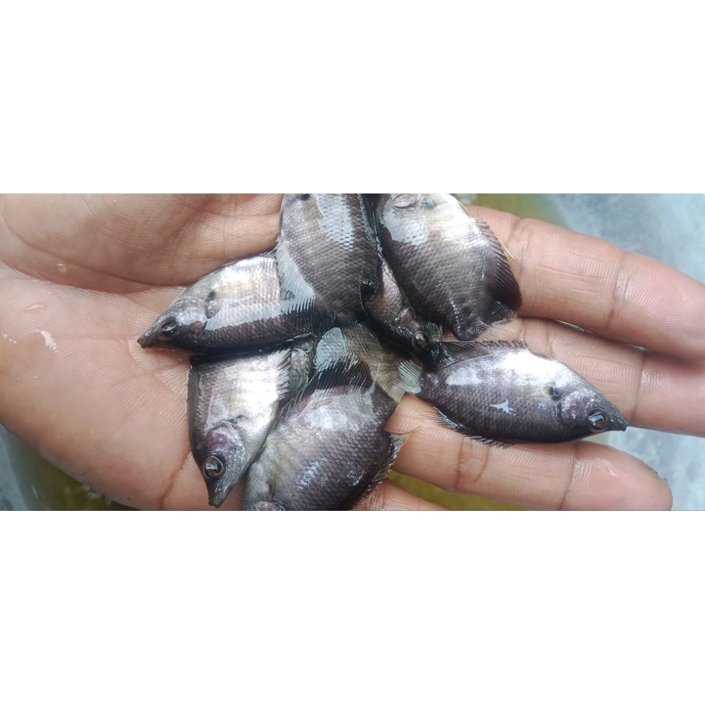 Gurame Soang Hidup Ukuran Korek Gas – Bibit Gurame Cepat Panen & Daging Tebal