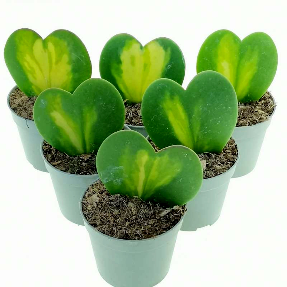 tanaman hias indoor Hoya kerrii love variegata-hoya valentine