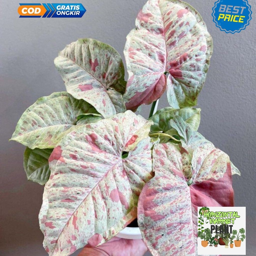 SYNGONIUM MILK CONFETTI