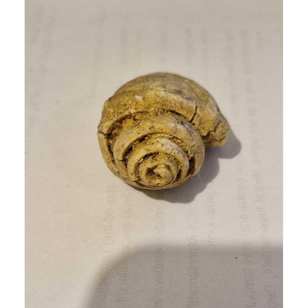 Fos Sil Asli Keong Kol Buntet (kode: C1)