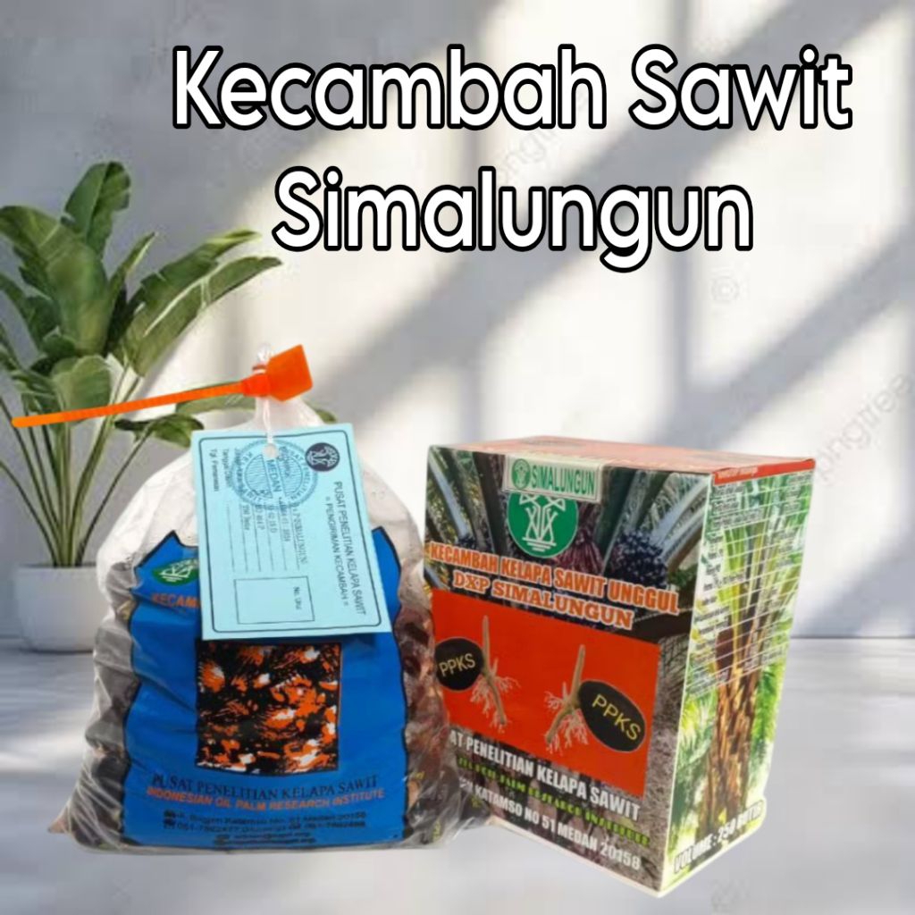 bibit kecambah kelapa sawit Simalungun