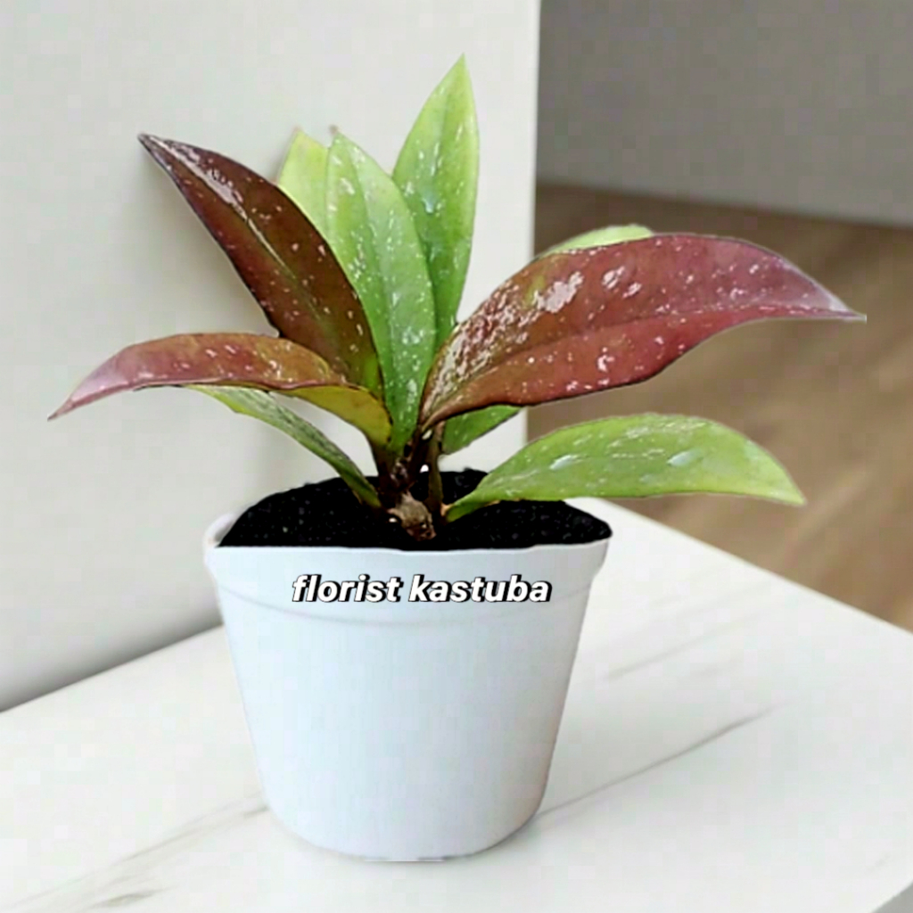 Tanaman Hias Hoya Pubicalyx Pink Splash / Hoya Splash Pink / Hoya Wax Plant Murah