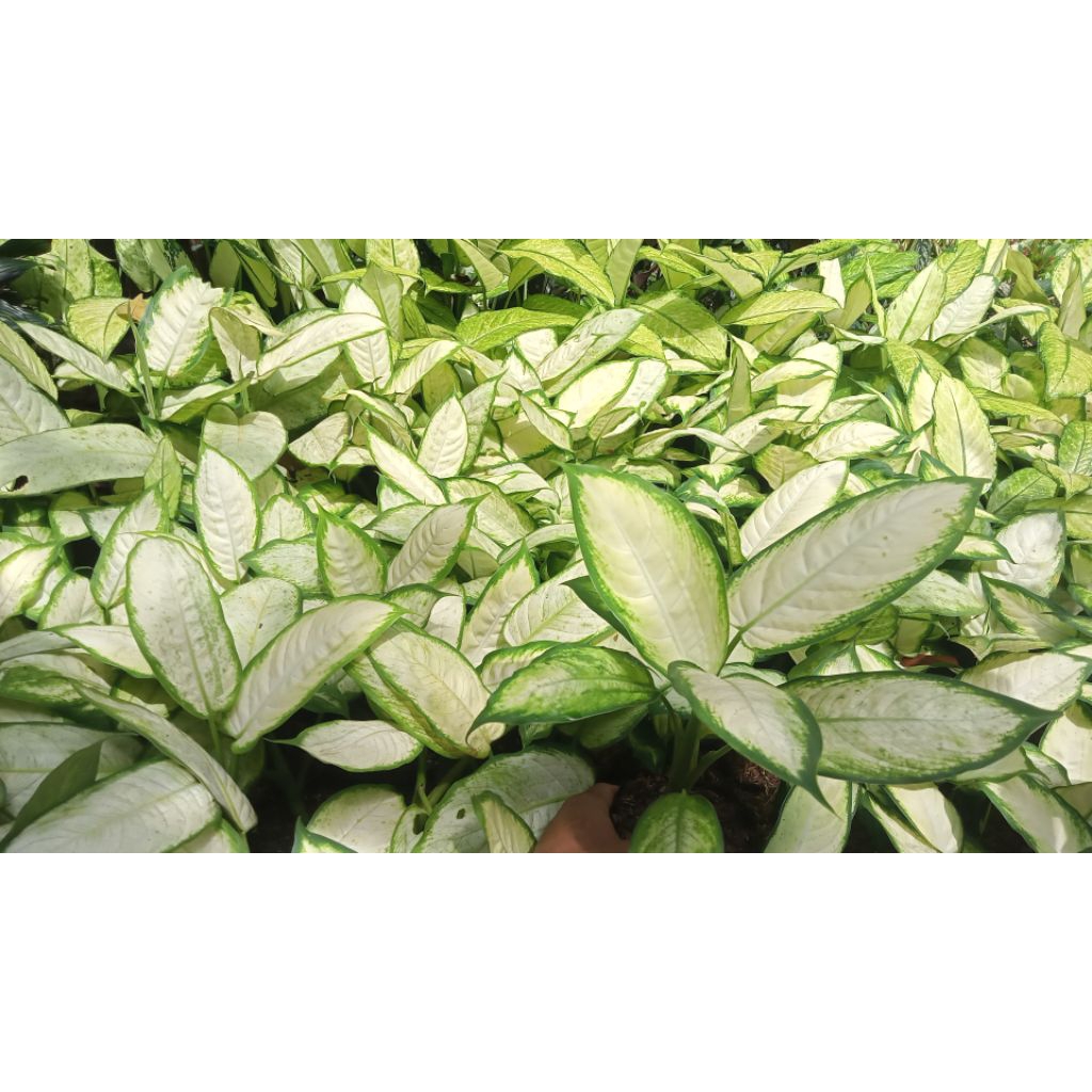 TANAMAN HIAS AGLONEMA TISU PUTIH MURAH.