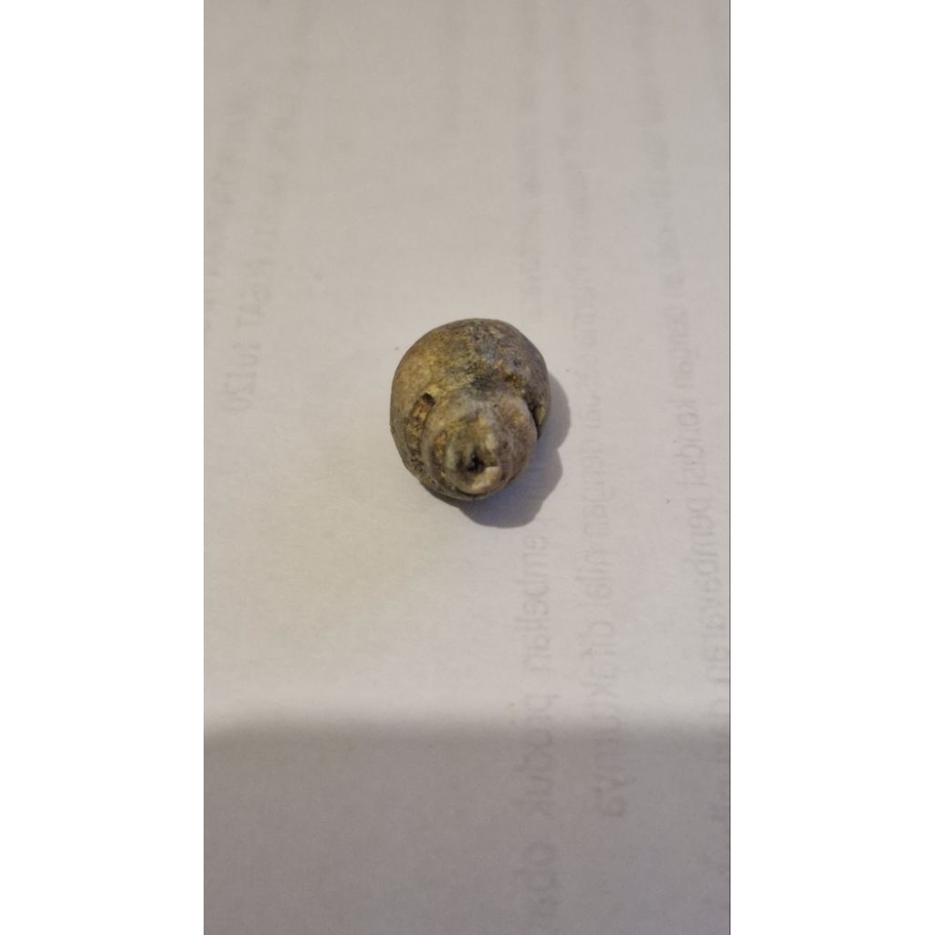 Fos Sil Asli Keong Kol Buntet (kode: G5)