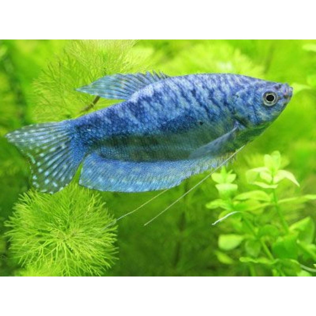 Sepat Rose Bee - Ikan Hias Aquascape