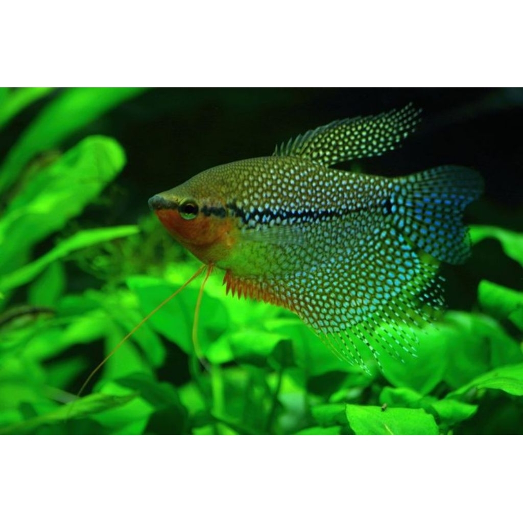 Sepat Mutiara - Ikan Hias Aquascape