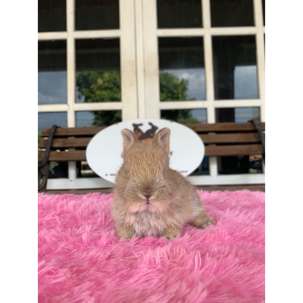 kelinci netherland dwarf jantan 2