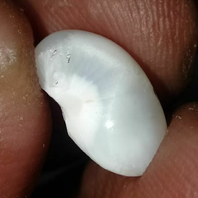 Batu Bulu Macan Putih Asli Semeru Lumajang Bulu Goyang