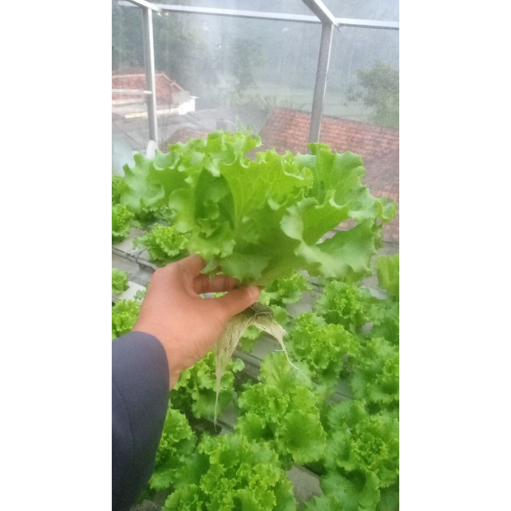 selada caipira hidroponik termurah / 1 kg