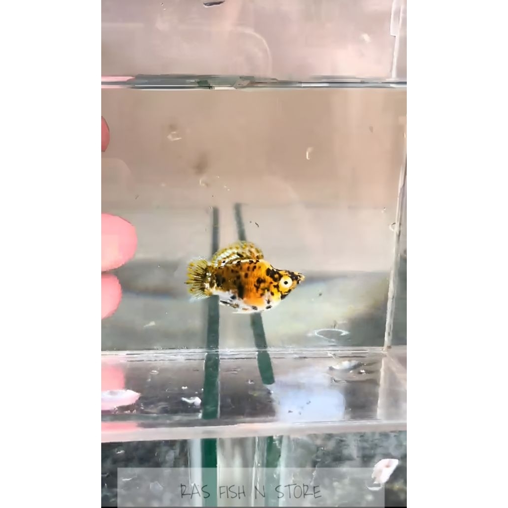 Molly Calico/Trico balon cantik dan sehat