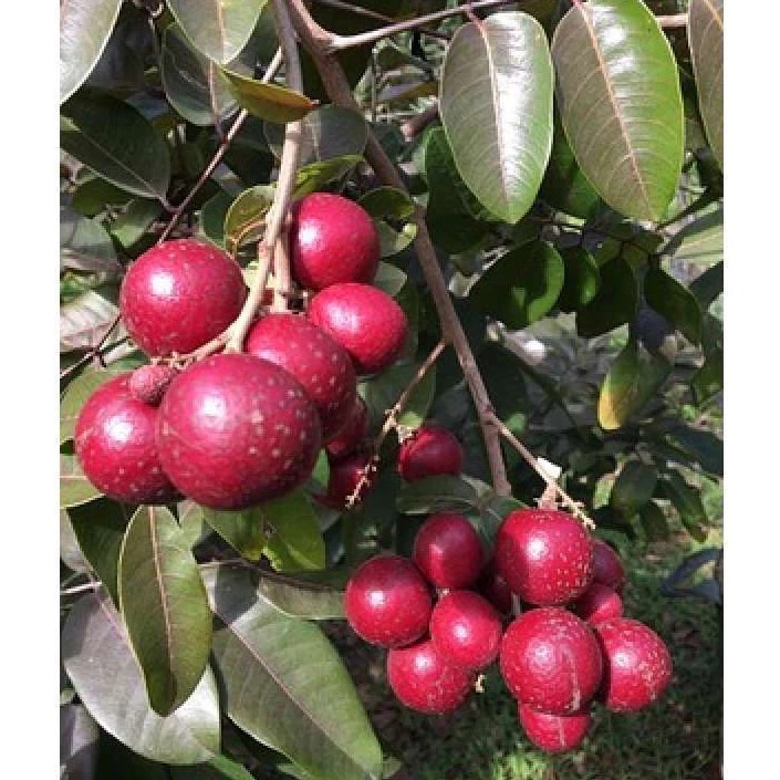 BIBIT KELENGKENG MERAH OKULASI Bibit Kelengkeng Merah lengkeng Ruby
