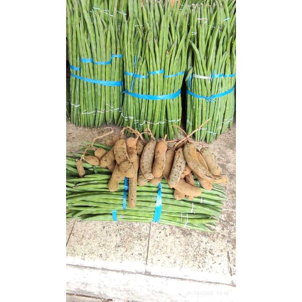 asem mentah asam muda asem jawa 100 gram