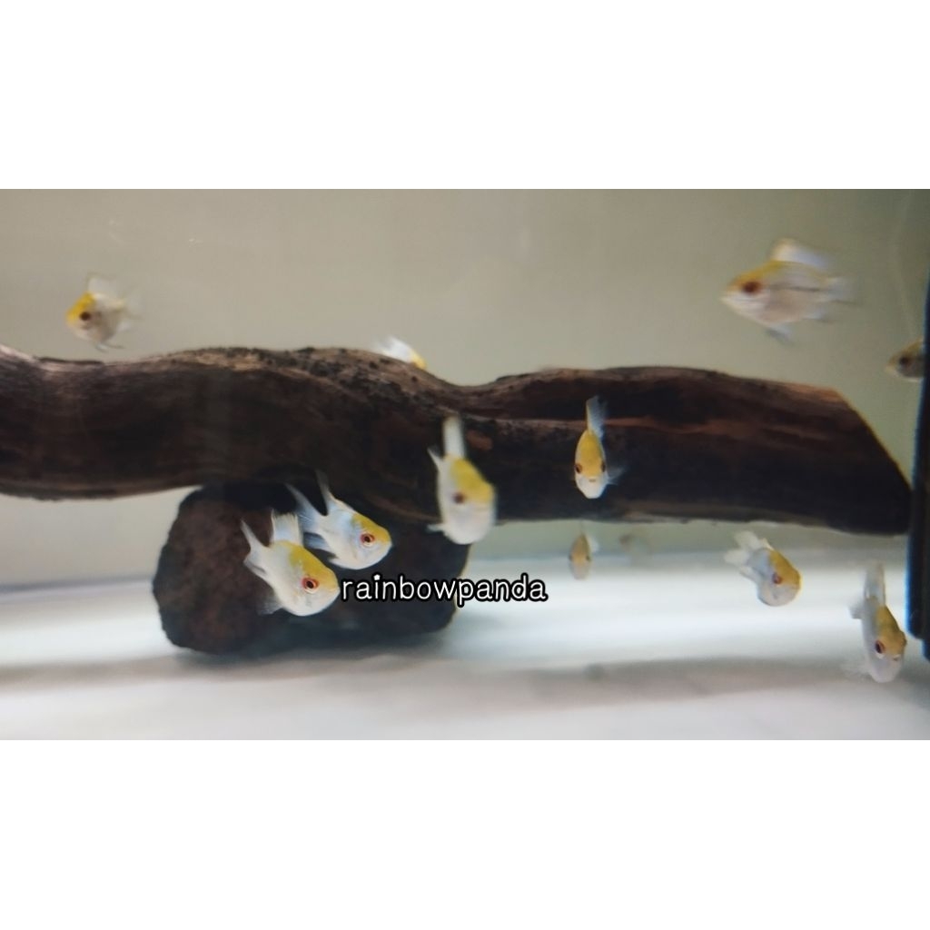 RAMIREZI BLUE ELEKTRIK IKAN HIAS IKAN AQUASCAPE