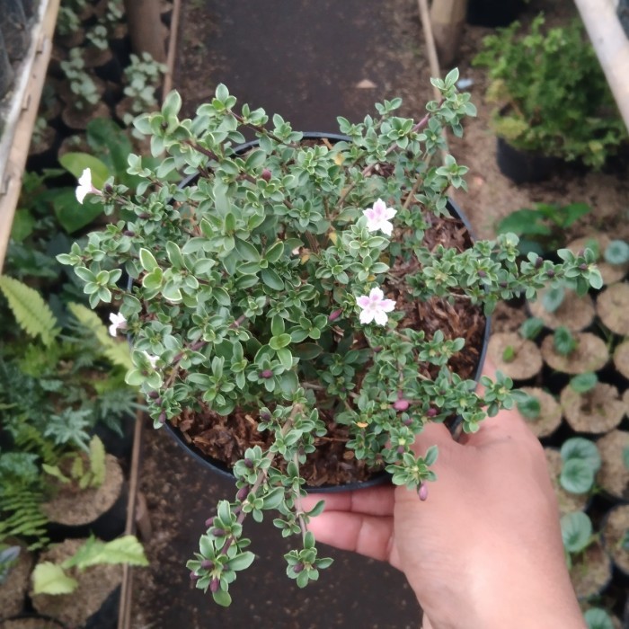 TANAMAN HIAS BAHAN BONSAI SERIBU BINTANG BUNGA PUTIH