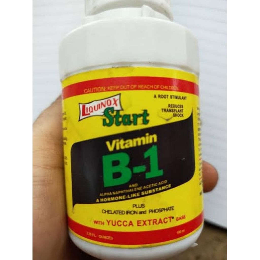 vitamin b1 tanaman hias bunga dan tanaman hias vitamin b1