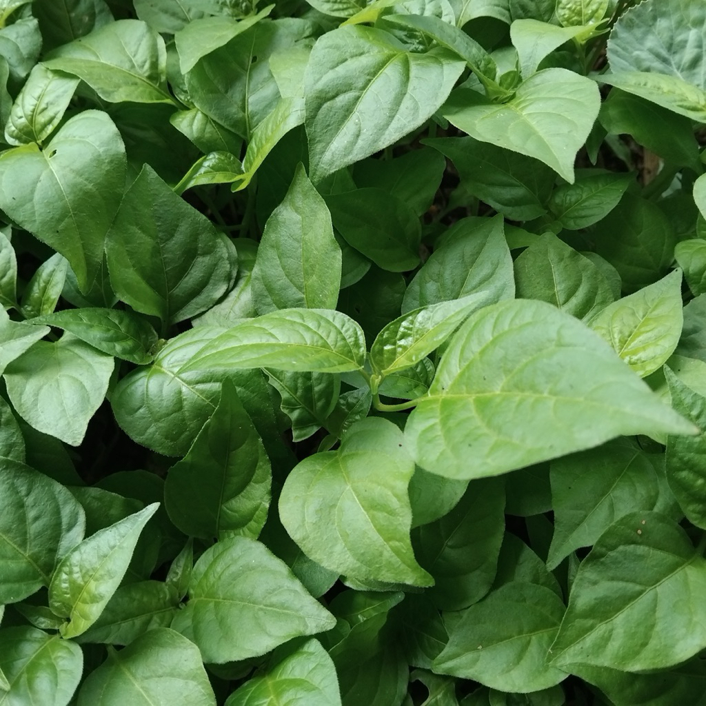 AMERTA BIBIT.id-bibit tanaman cabe merah besar siap tanam