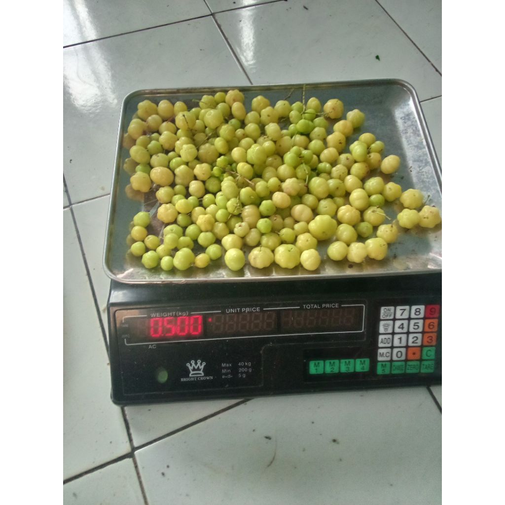 Buah Cermai segar, langsung petik