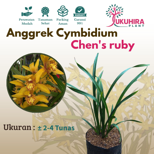 anggrek cymbidium chen's ruby
