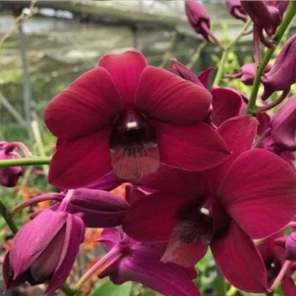 Dendrobium Panama Red Remaja Siap Bunga kloning import Bangkok