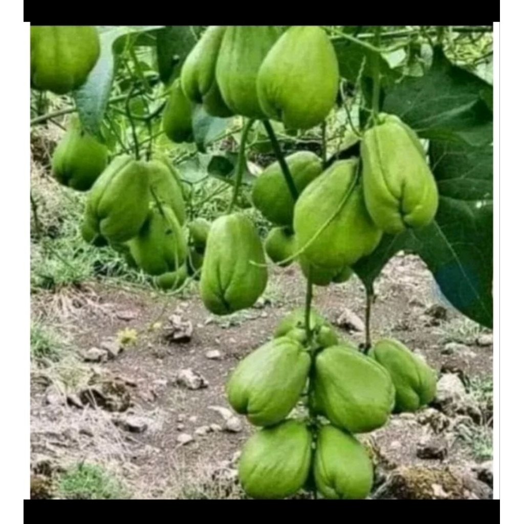 bibit labu Siam buah lebat