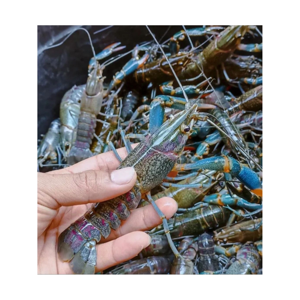 lobster air tawar redclaw isi 5 ekor bergaransi