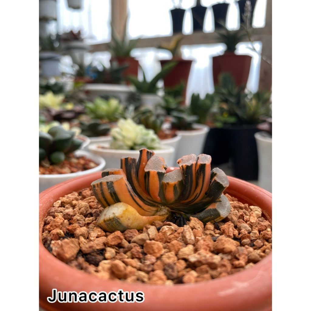 Haworthia Truncata Onawa Variegata