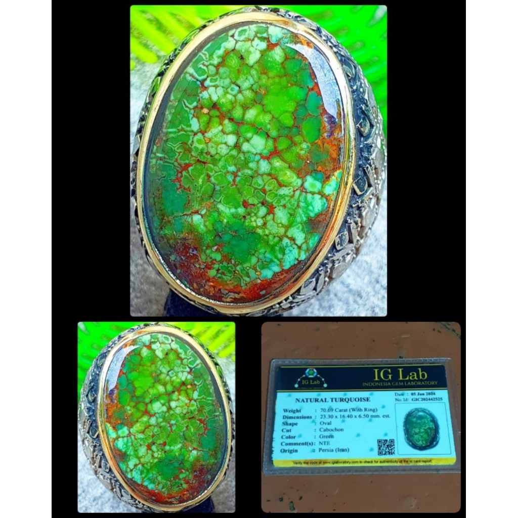 pirus ijo daun persia asli warna kedondong super