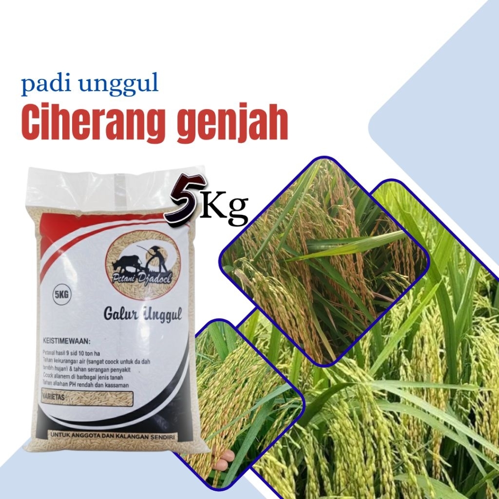 Benih padi unggul Ciherang genjah 5kg