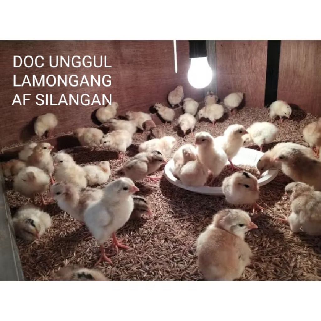 telur AF pakoy