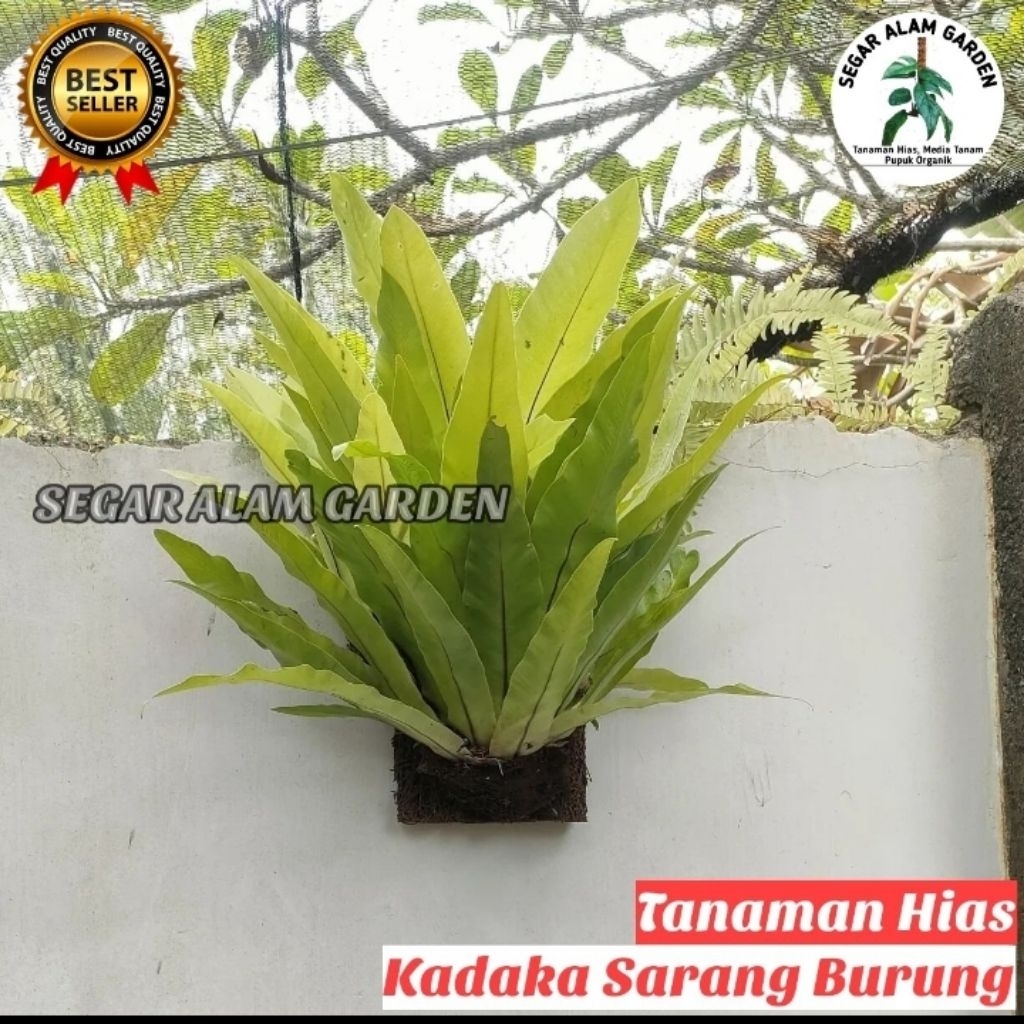 Tanaman Hias Kadaka Sarang Burung - Tanaman Hias gantung dinding Kadaka sarang burung