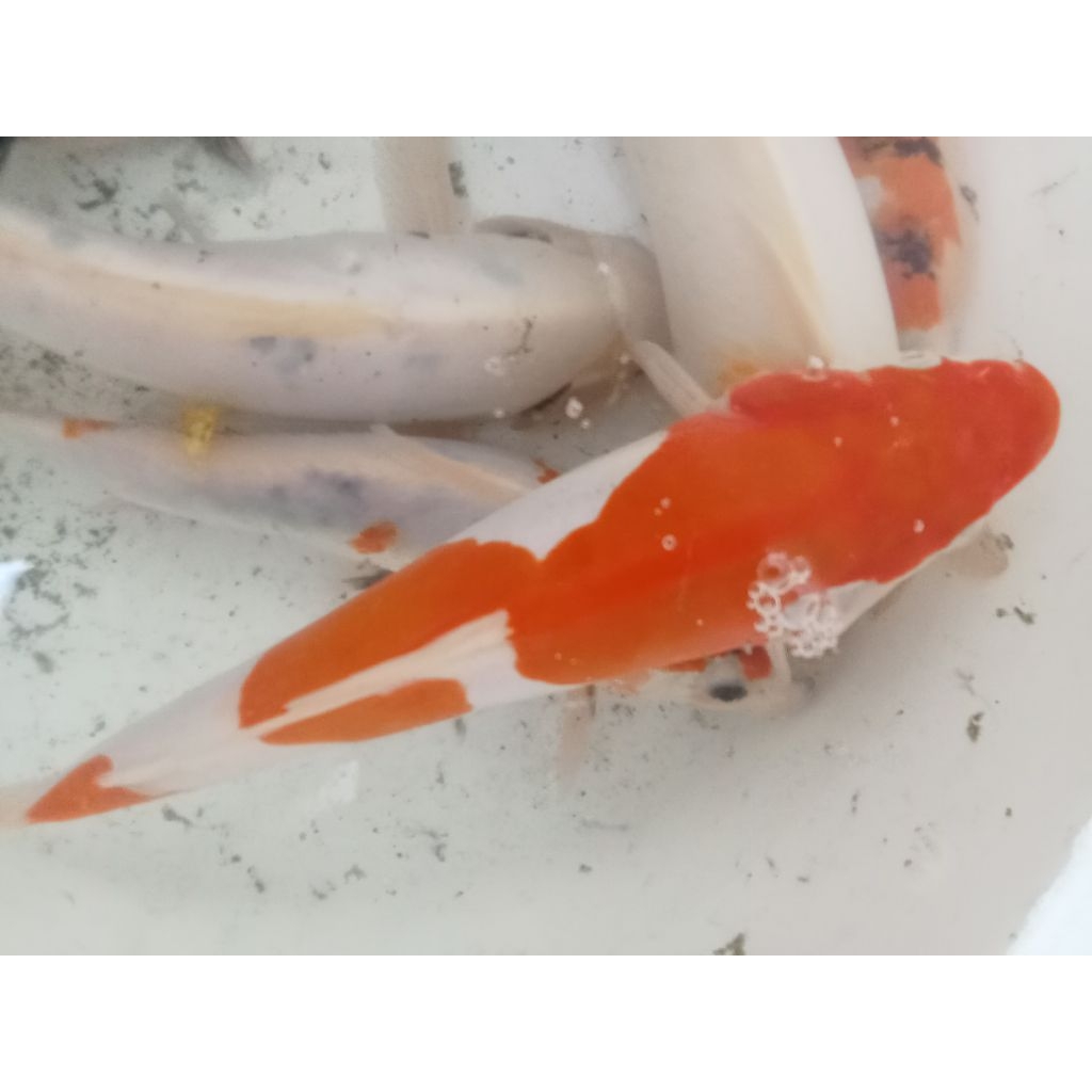 koi Showa,kohaku,utsuri