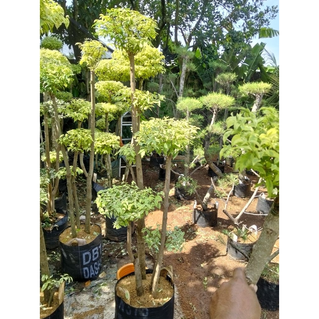 Bonsai anting Putri bonsai taman tinggi 150cm