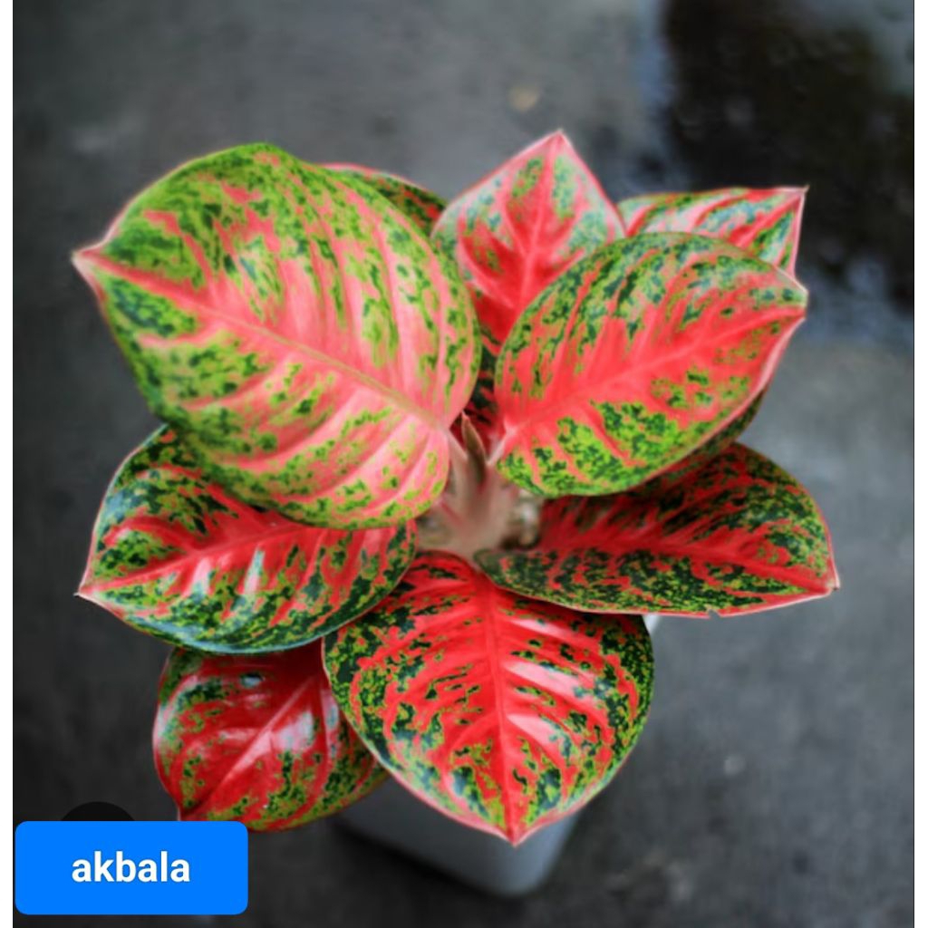 AGLONEMA WULANDARI REMAJA DAUN 7-8