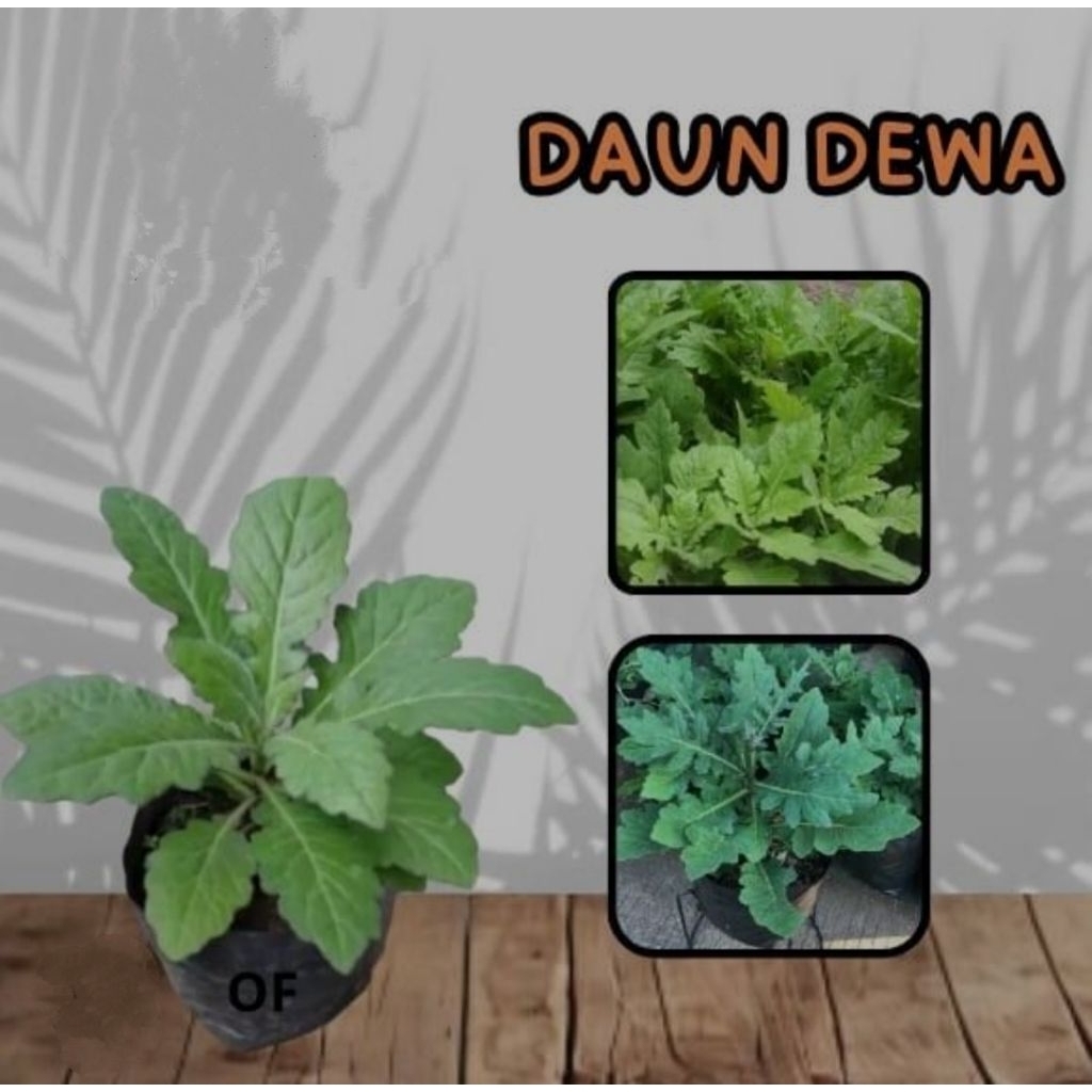 bibit daun dewa segar.bibit daun dewa siap tanam