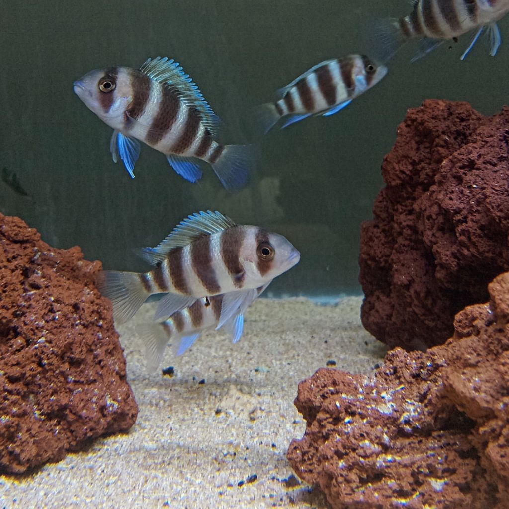 Frontosa Burundi Cichlid Afrika Tanganyika Ikan Hias Air Tawar